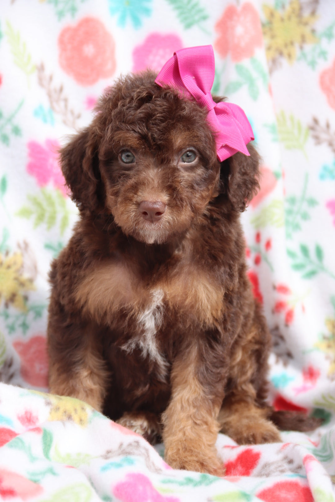 Tri Color Phantom Goldendoodle Blue Merle Goldendoodle Black And