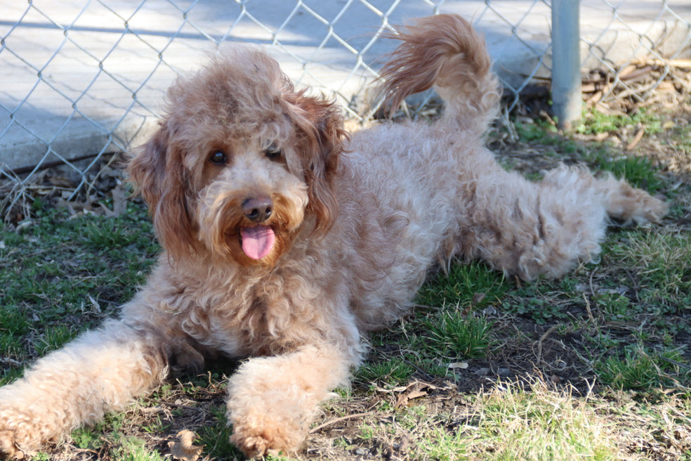 Capri Chocolate tri merle