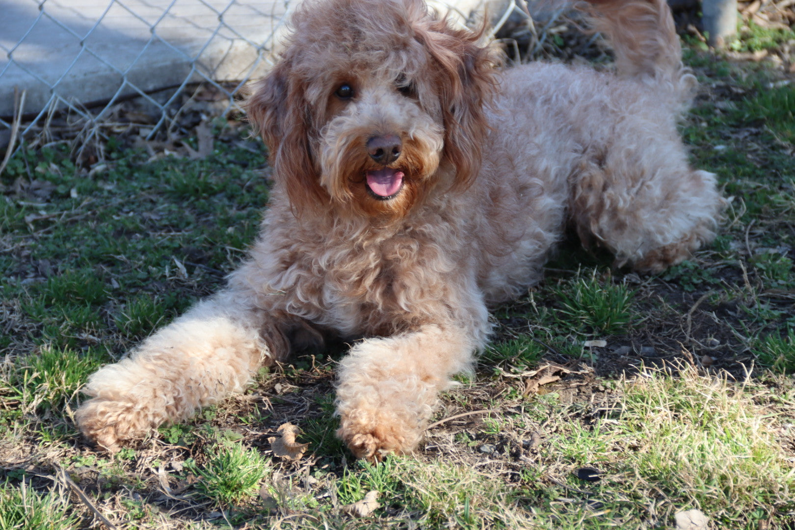 Capri Chocolate tri merle