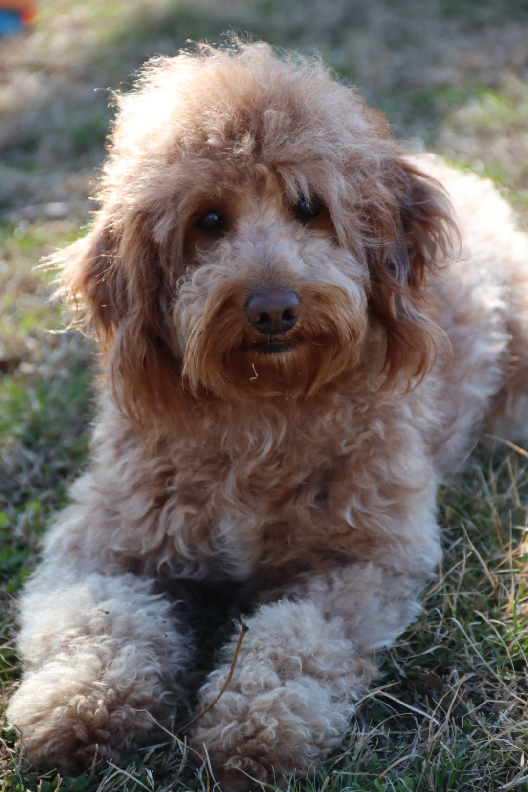 Channing chocolate tri merle