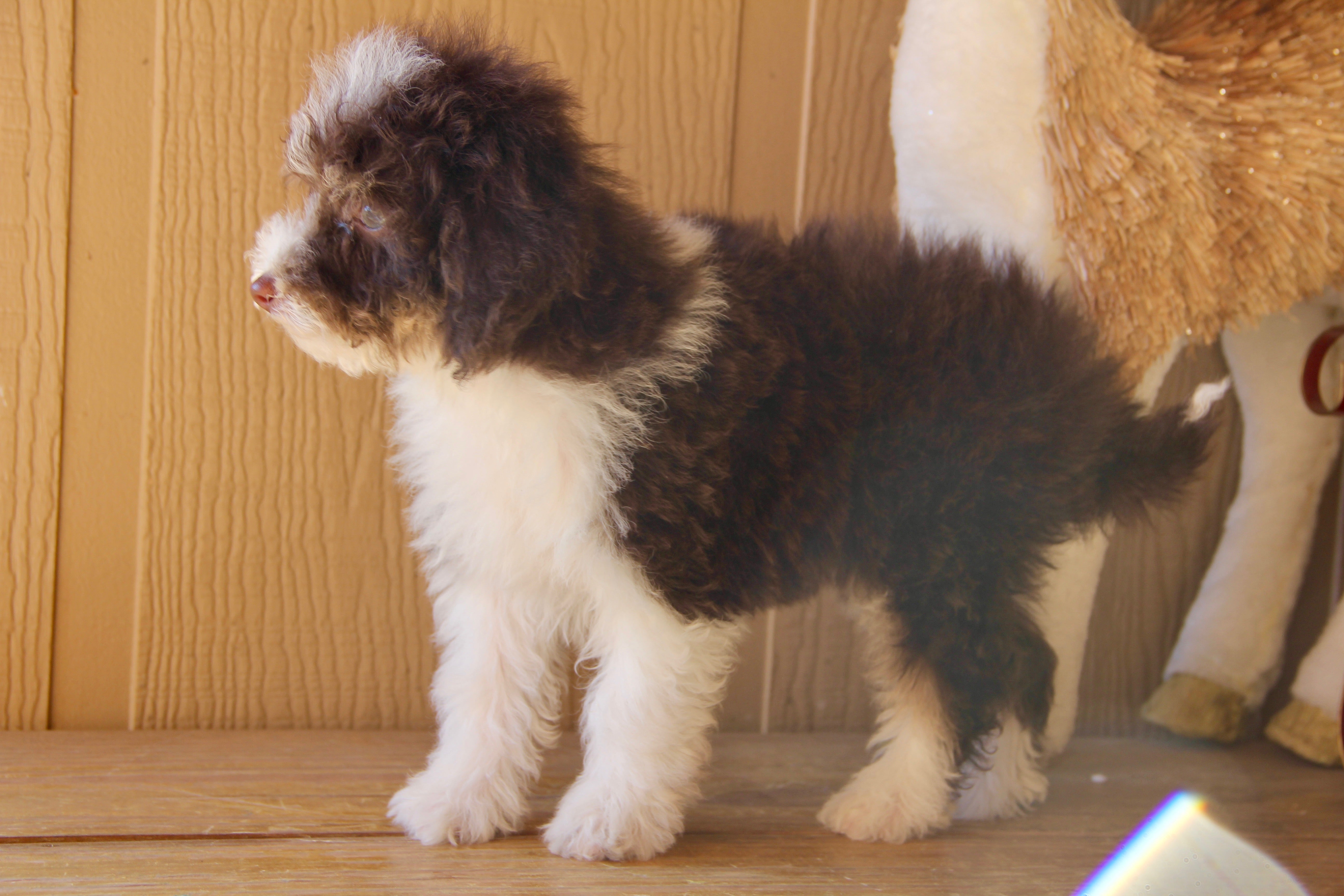 TIGER MALE MICRO BERNADOODLE