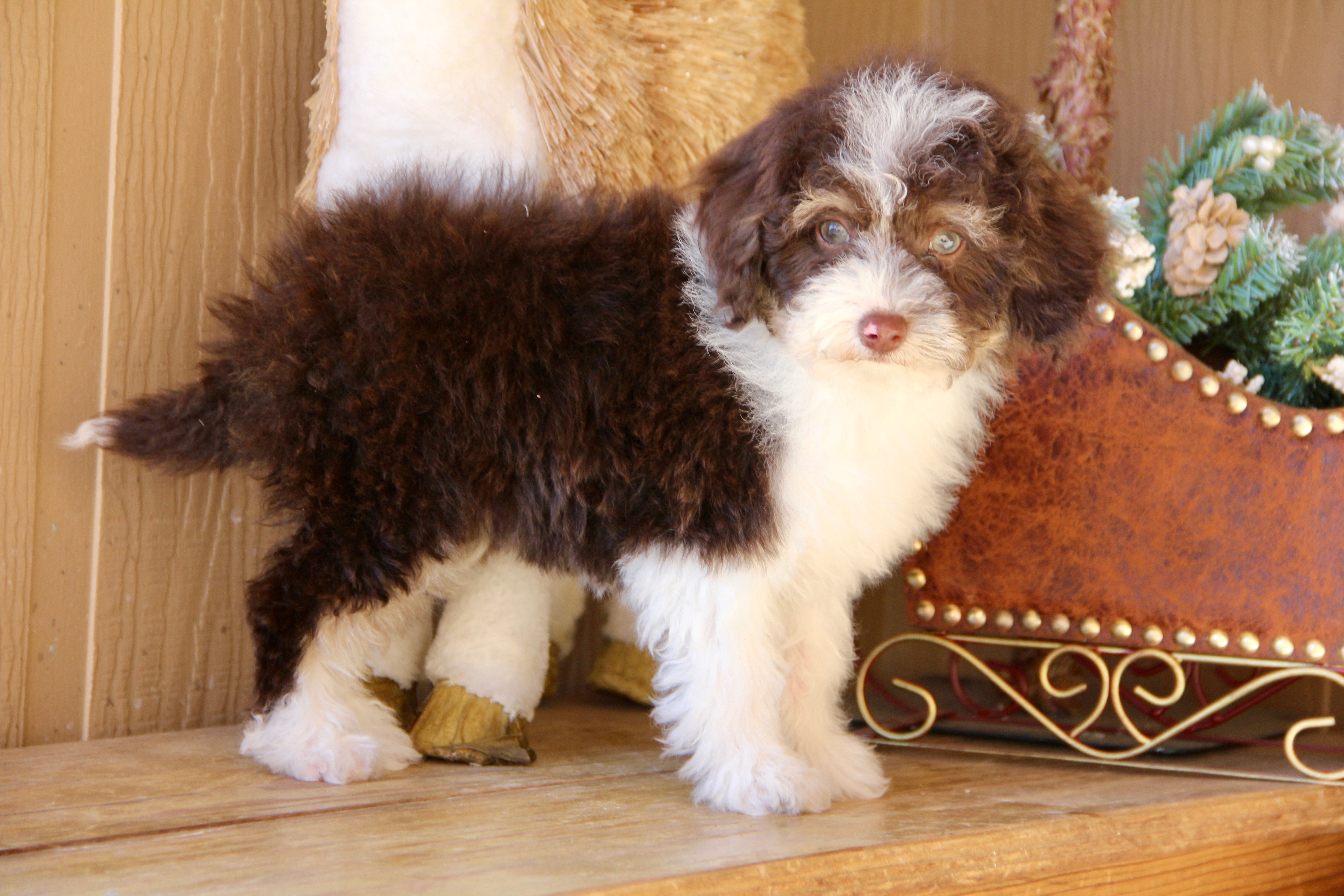 TIGER MALE MICRO BERNADOODLE