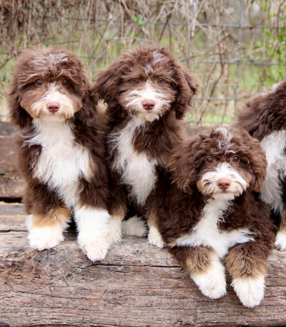 MINI BERNADOODLES