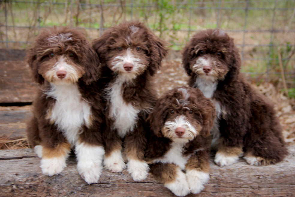 MINI BERNADOODLES