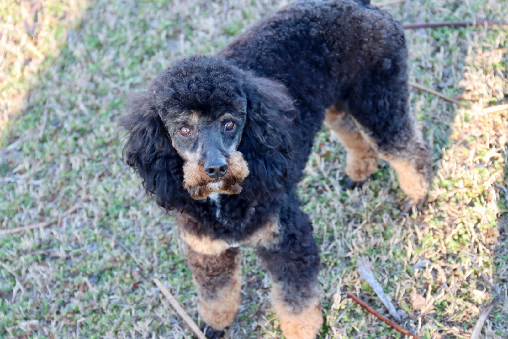 JASPER ( PETITE )