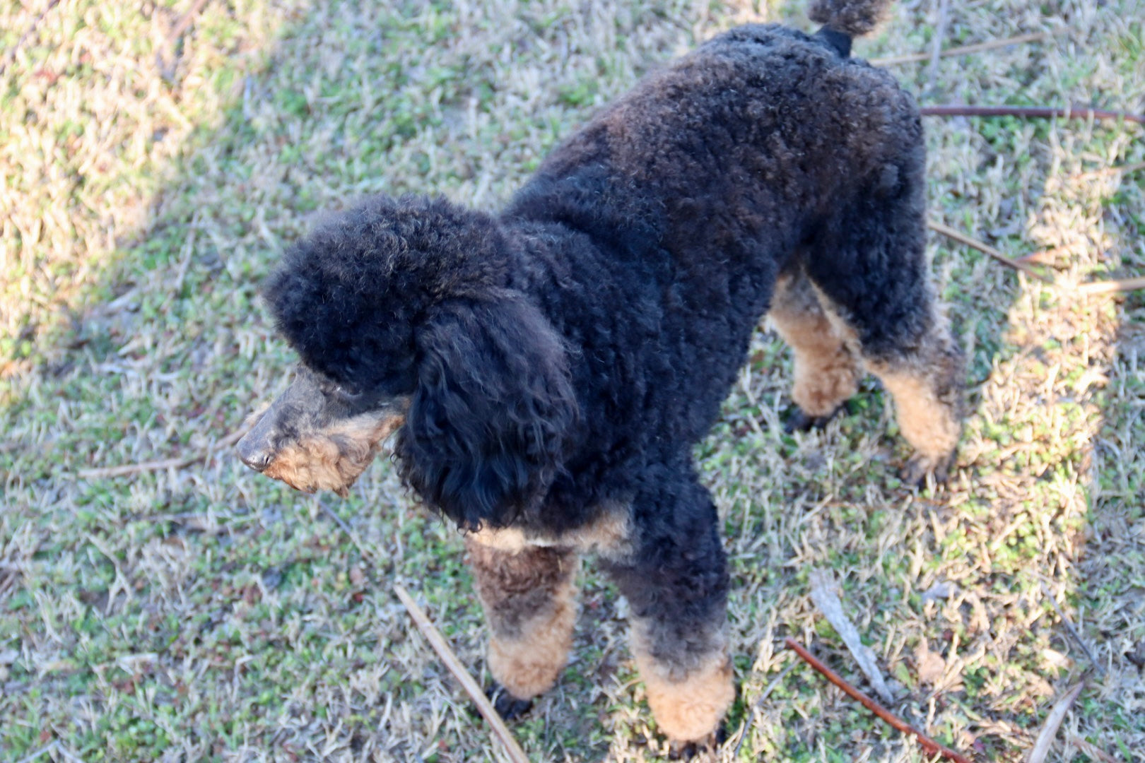 THEO ( PETITE )