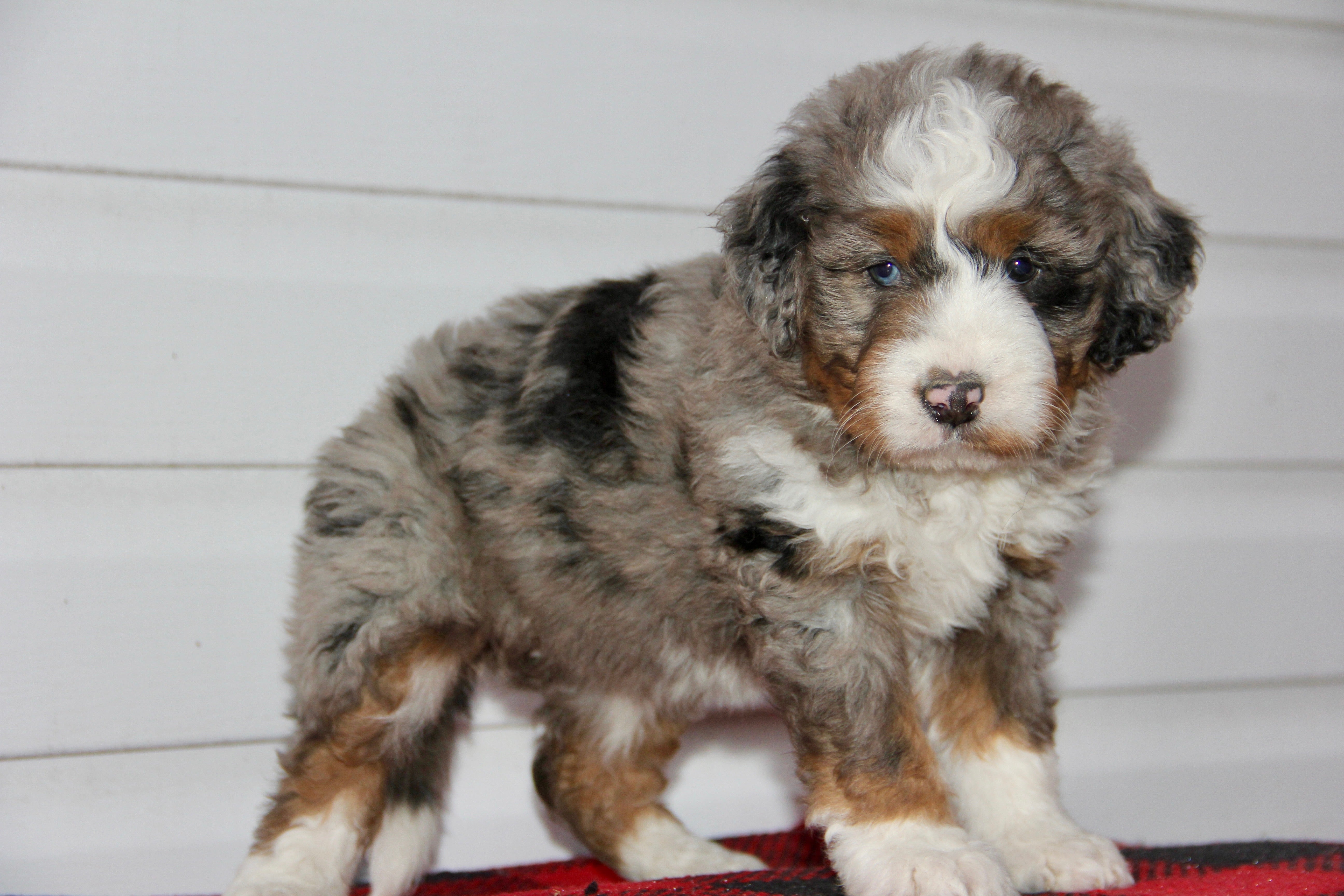 TRINITY FEMALE MEDIUM BERNADOODLE