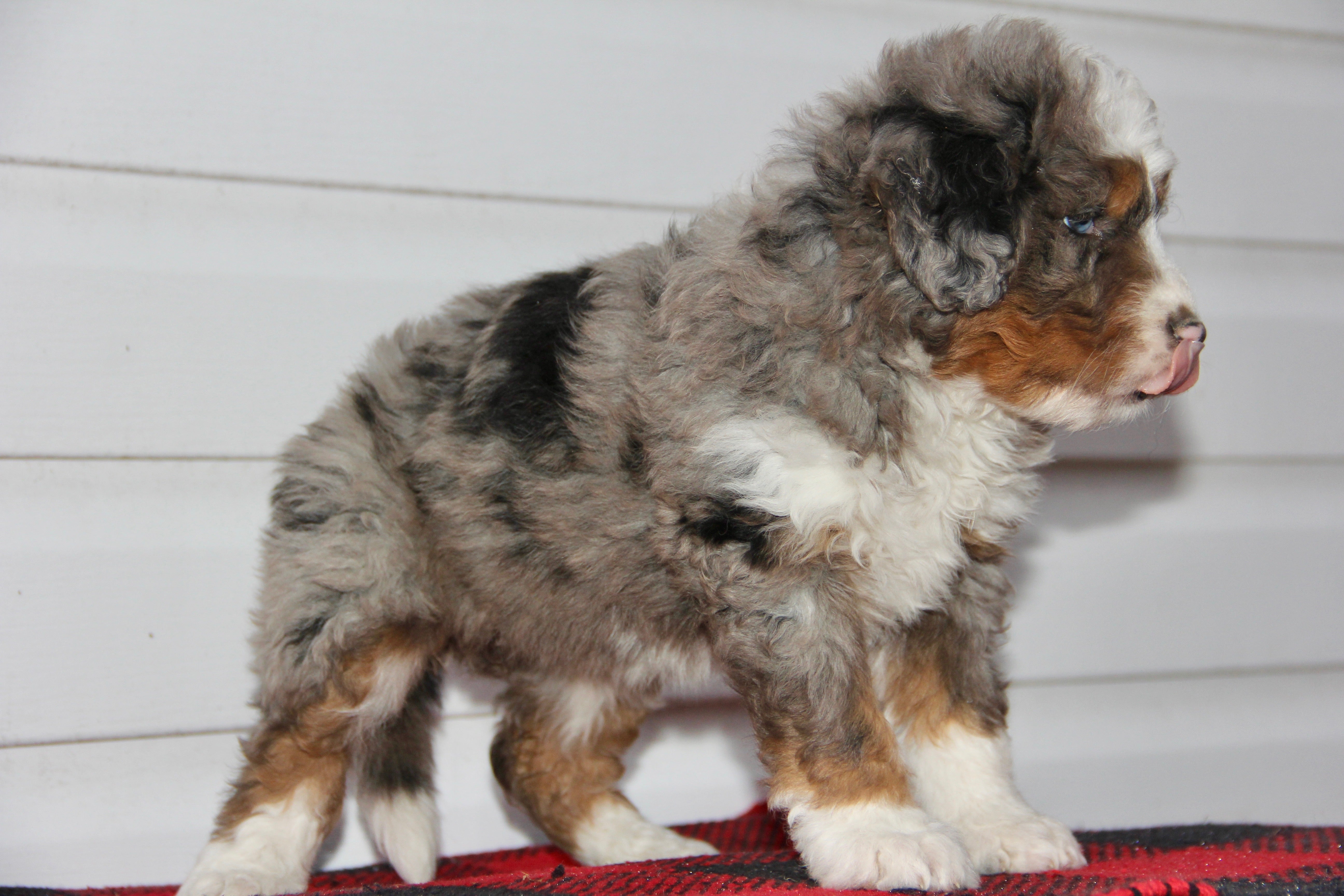 TRINITY FEMALE MEDIUM BERNADOODLE