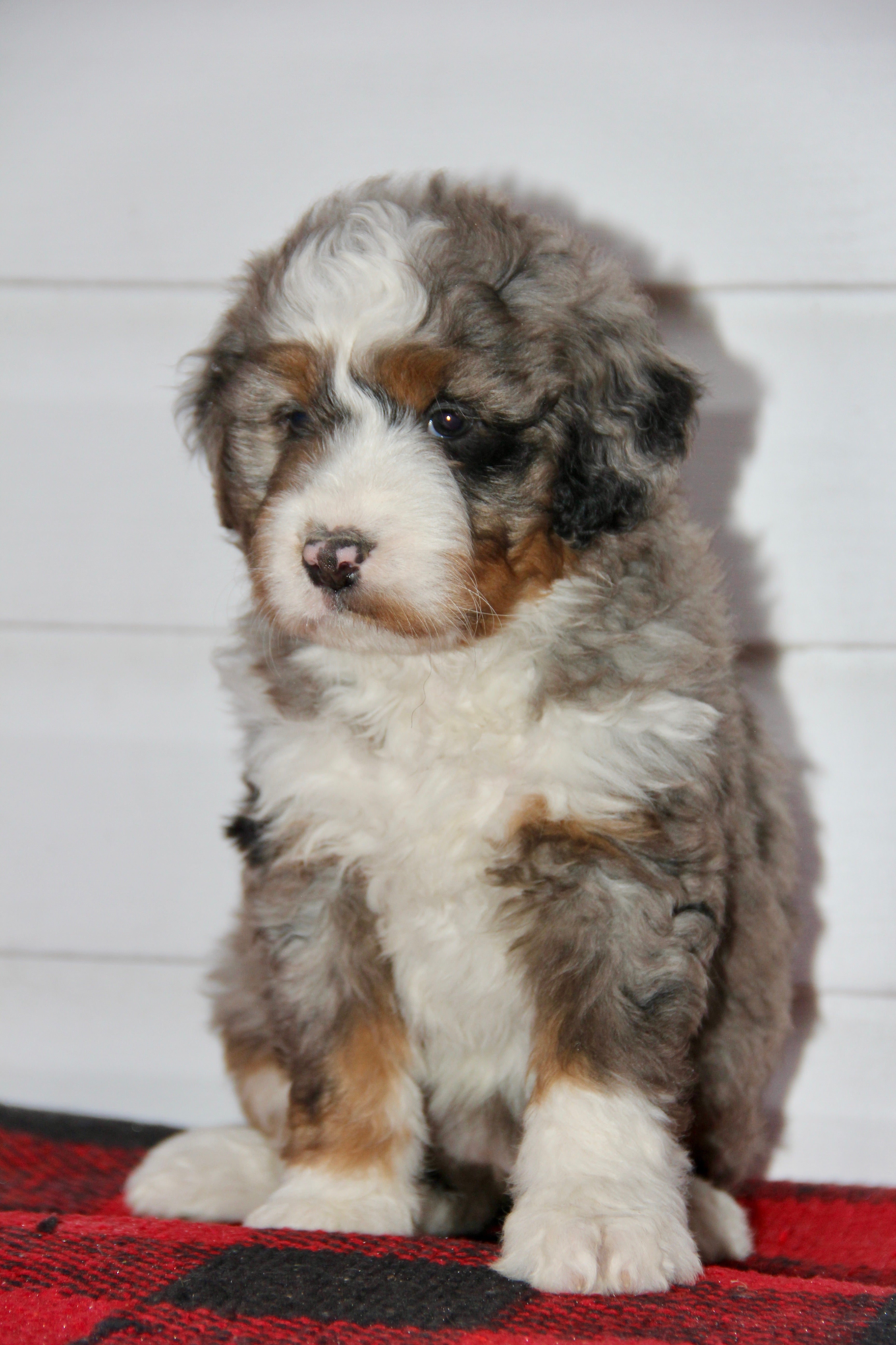 TRINITY FEMALE MEDIUM BERNADOODLE