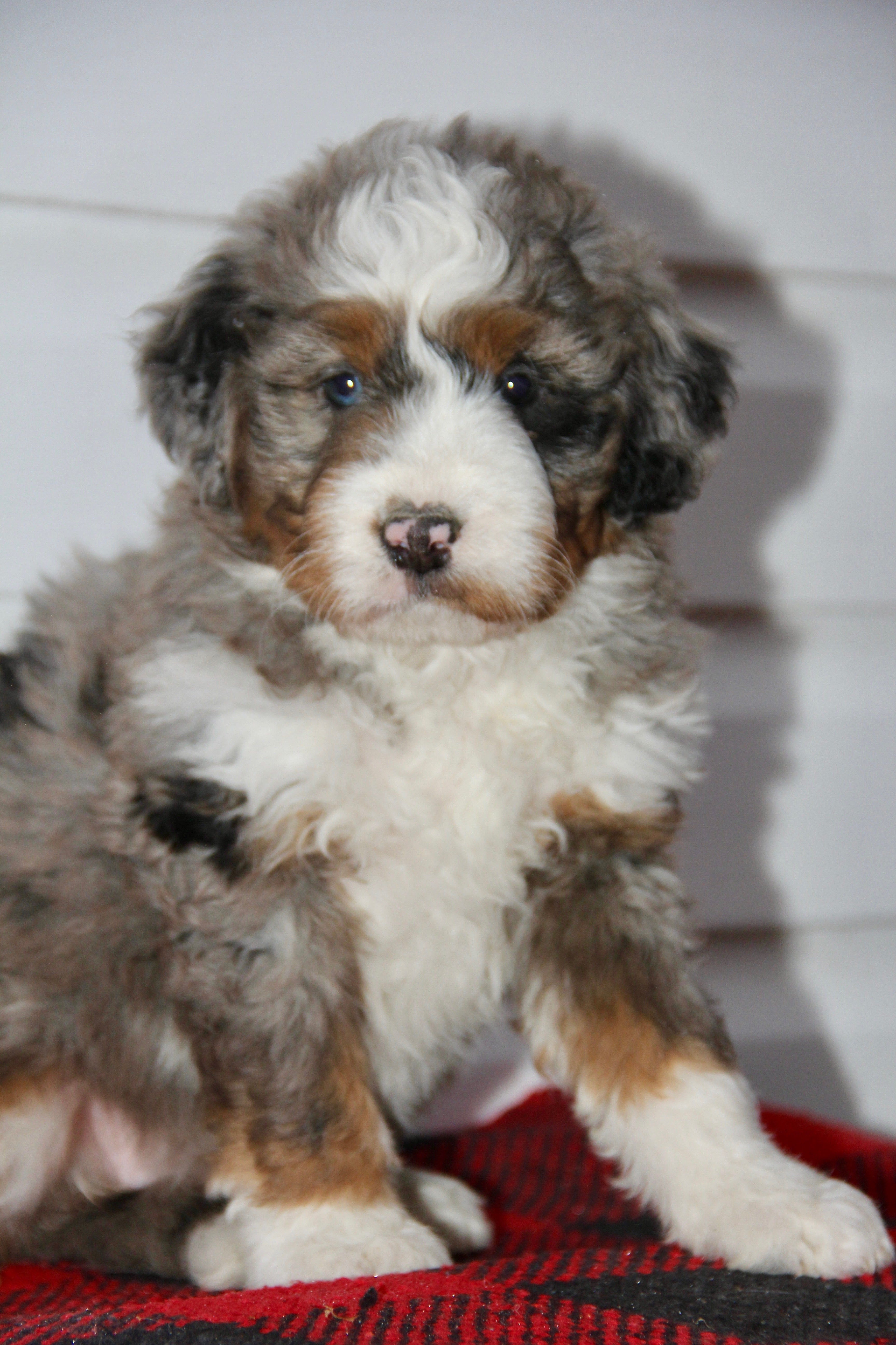 TRINITY FEMALE MEDIUM BERNADOODLE