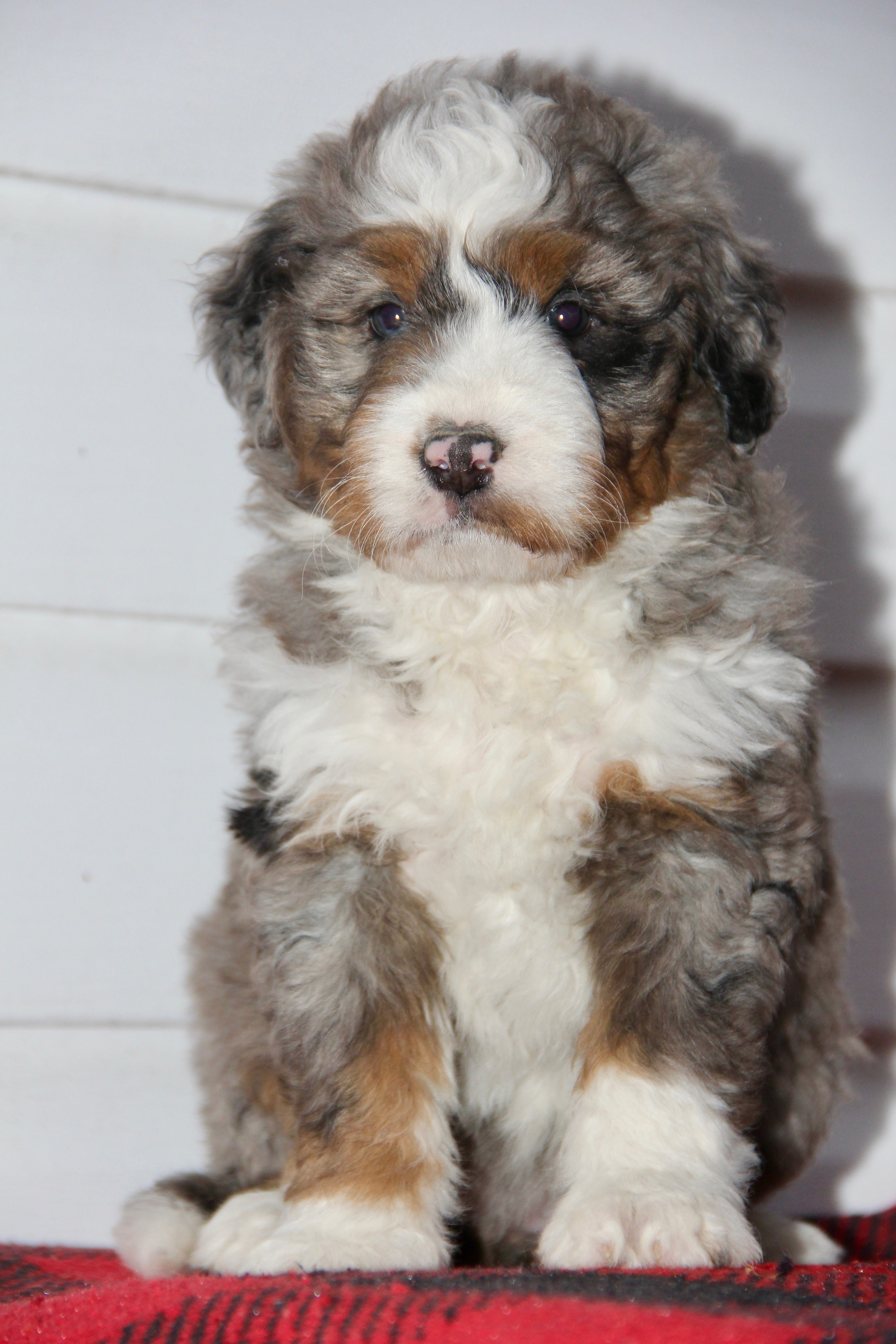 TRINITY FEMALE MEDIUM BERNADOODLE