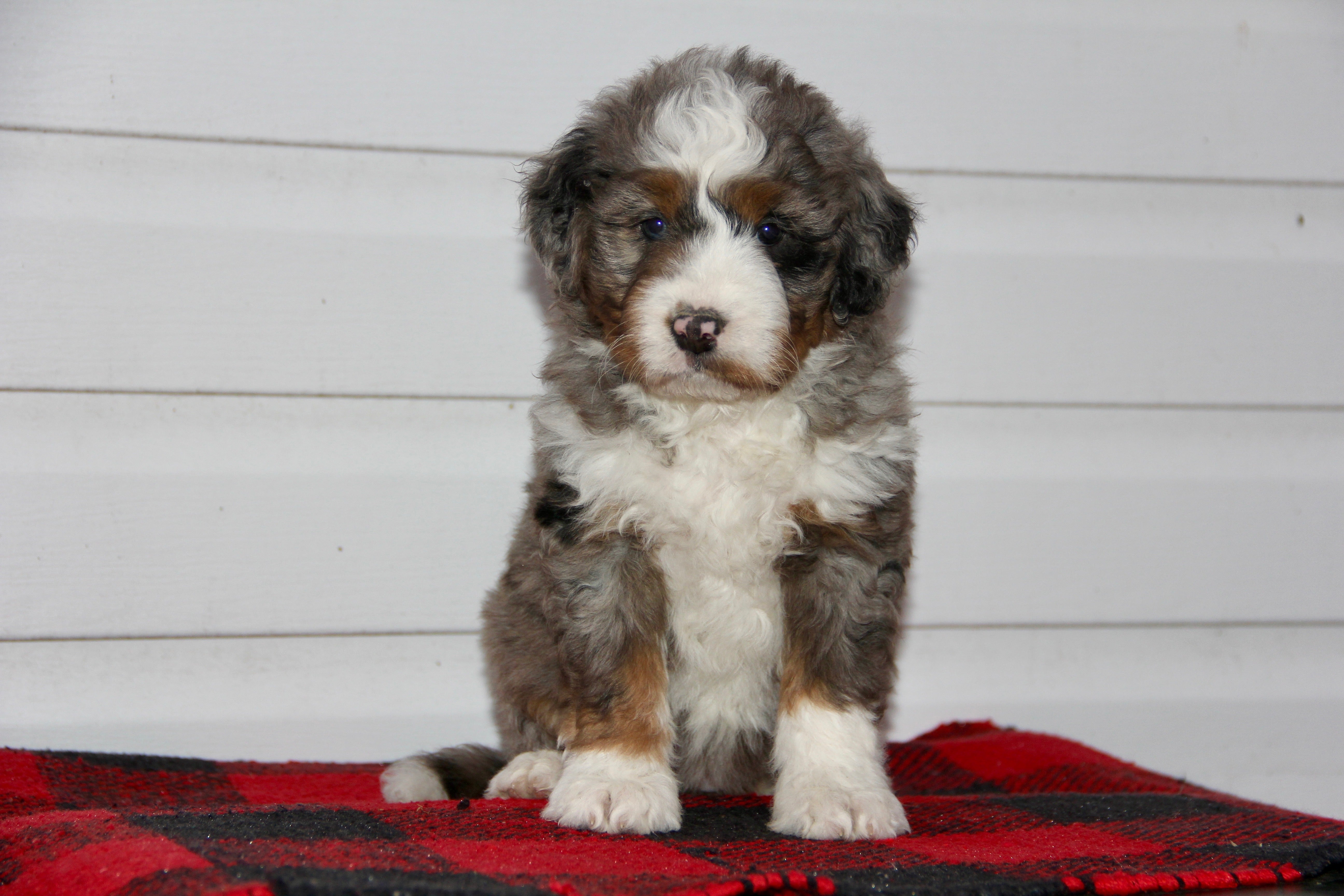 TRINITY FEMALE MEDIUM BERNADOODLE