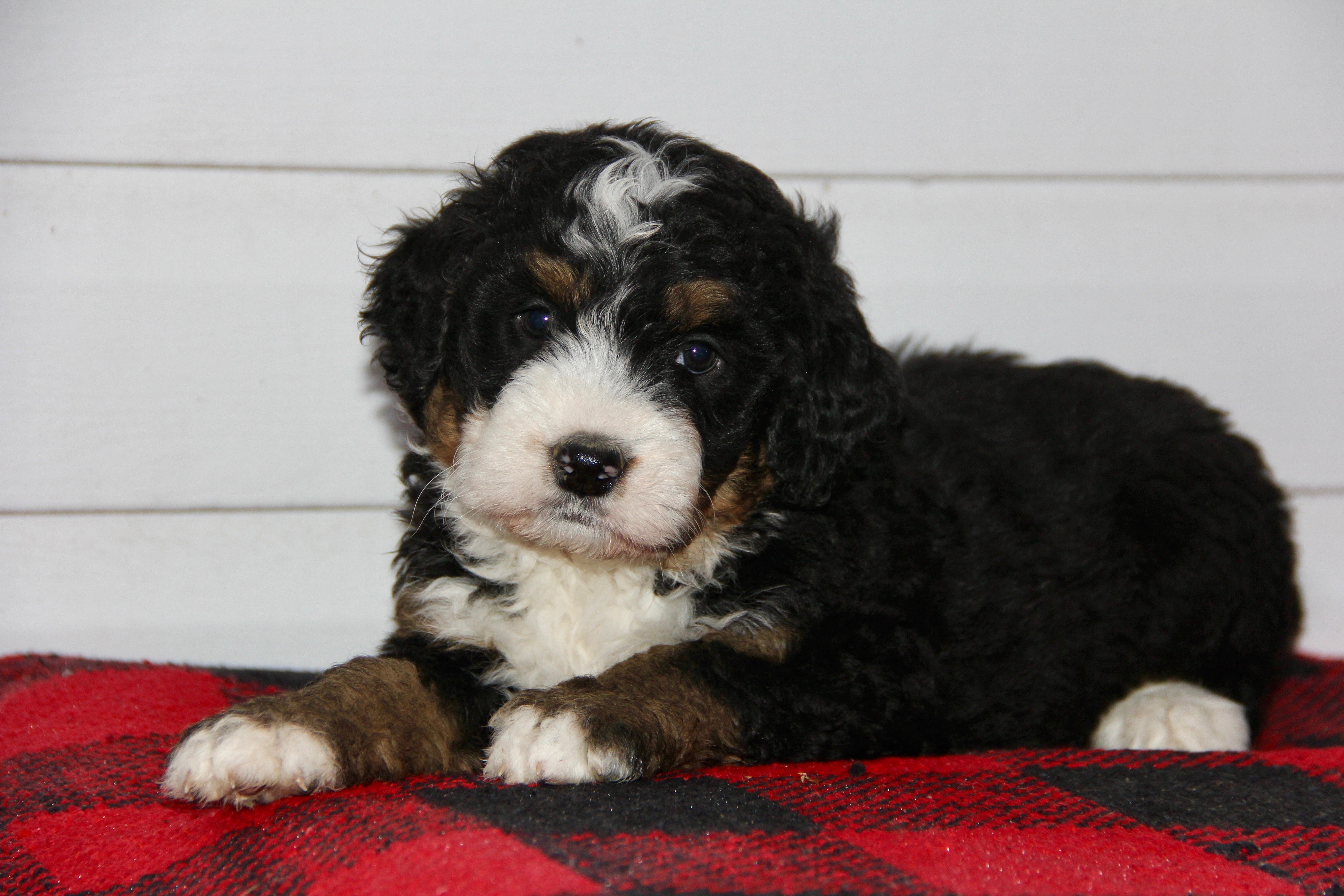 SERENITY FEMALE MEDIUM BERNADOODLE