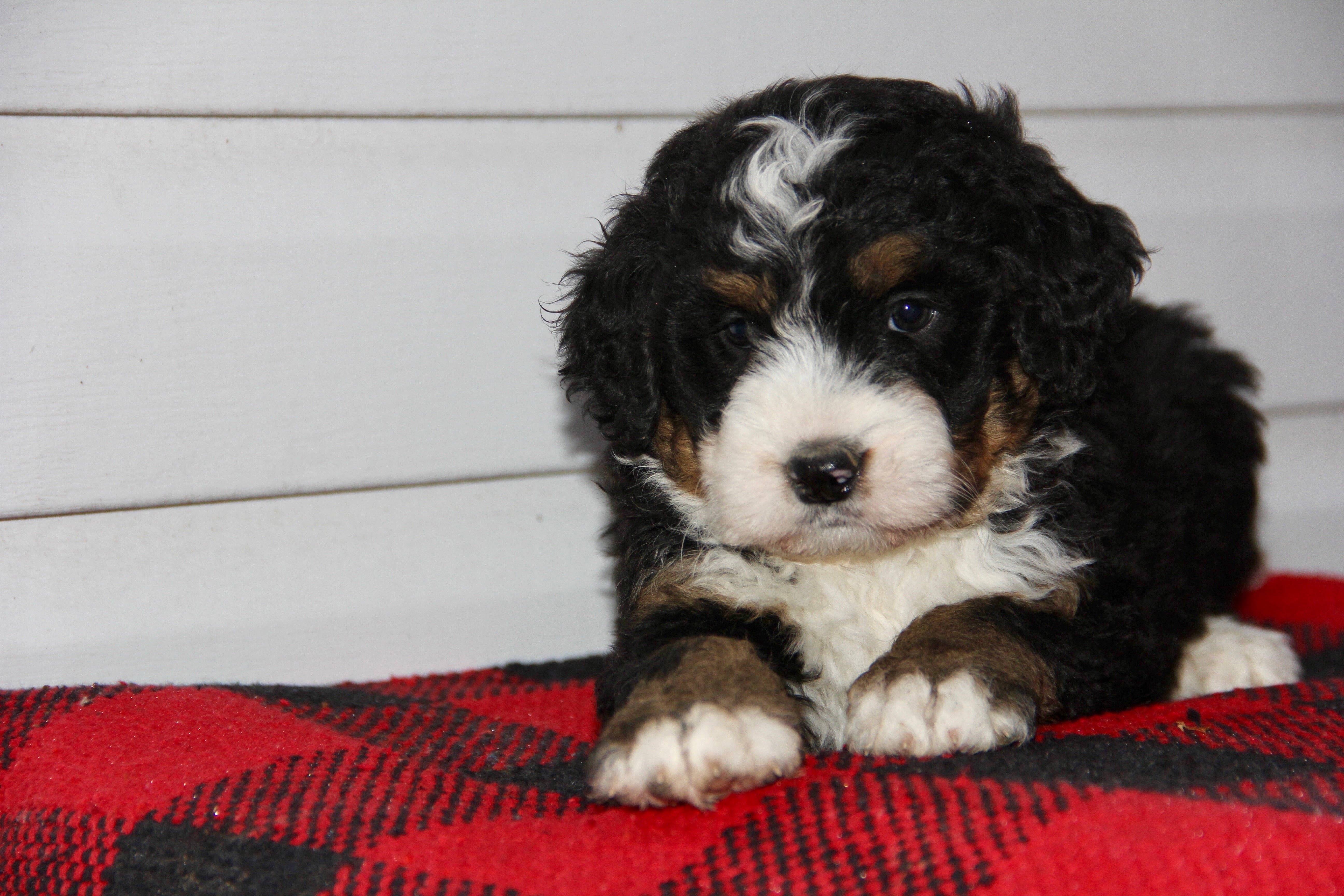 SERENITY FEMALE MEDIUM BERNADOODLE