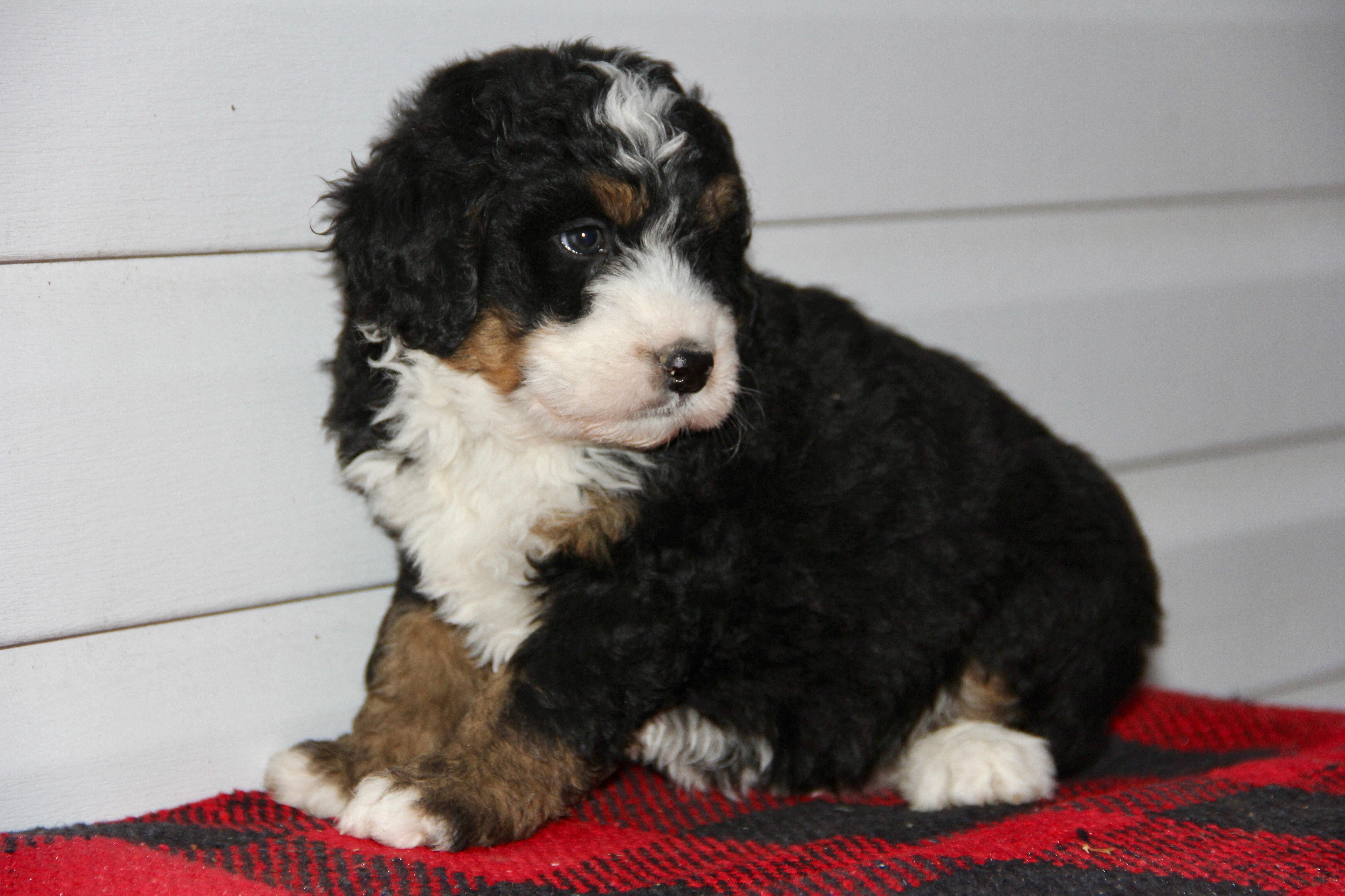 SERENITY FEMALE MEDIUM BERNADOODLE