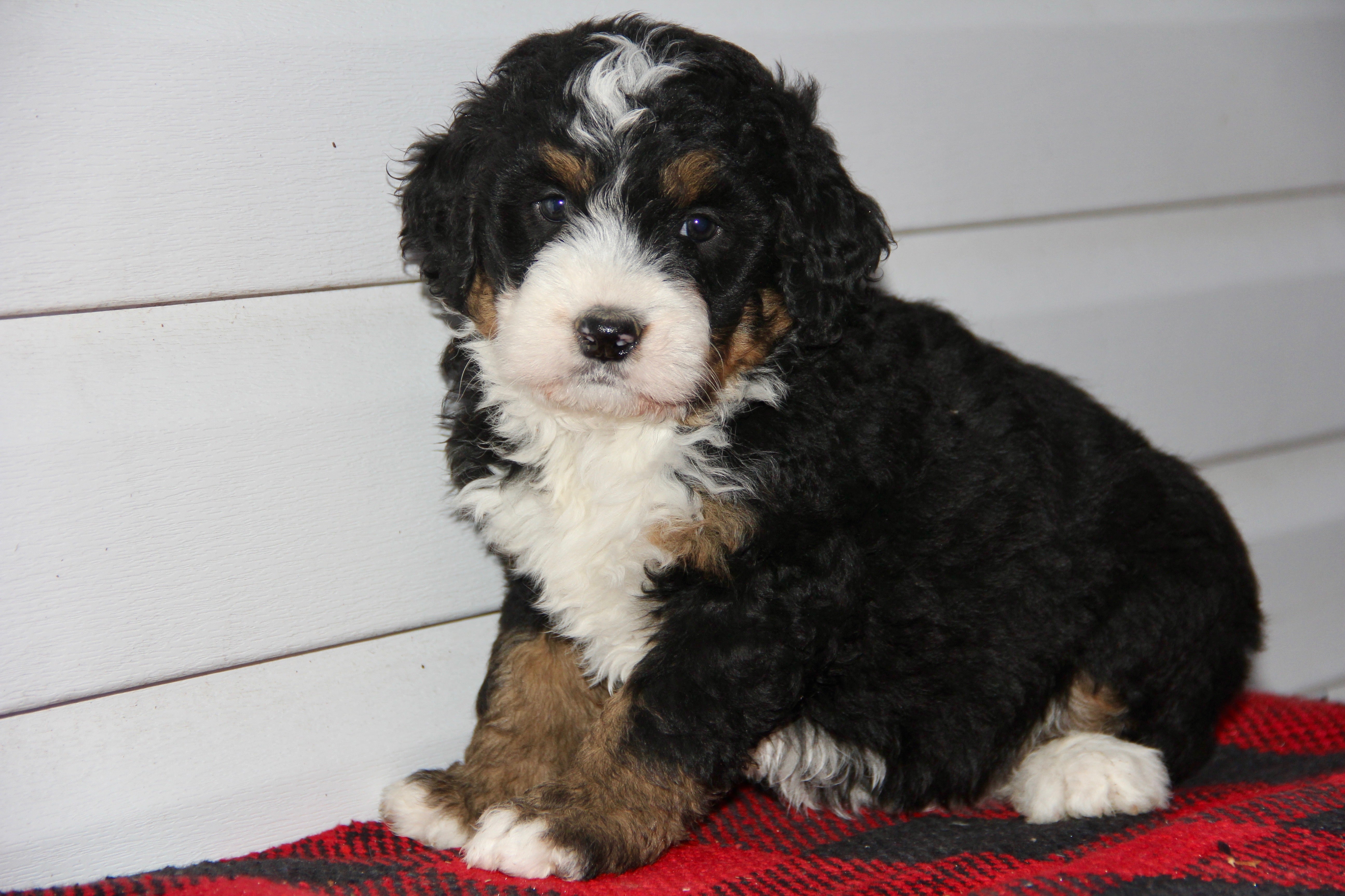 SERENITY FEMALE MEDIUM BERNADOODLE