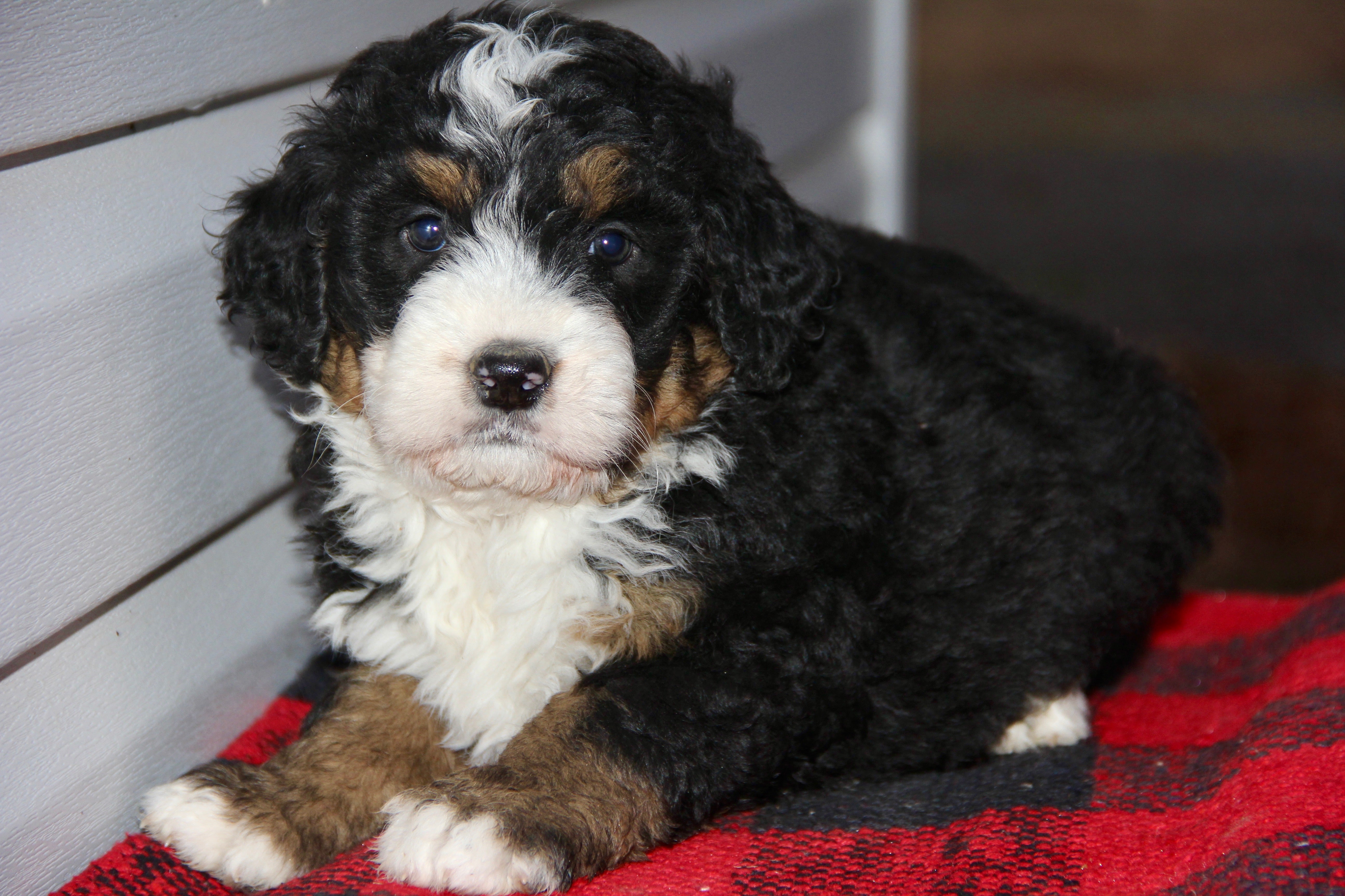 SERENITY FEMALE MEDIUM BERNADOODLE