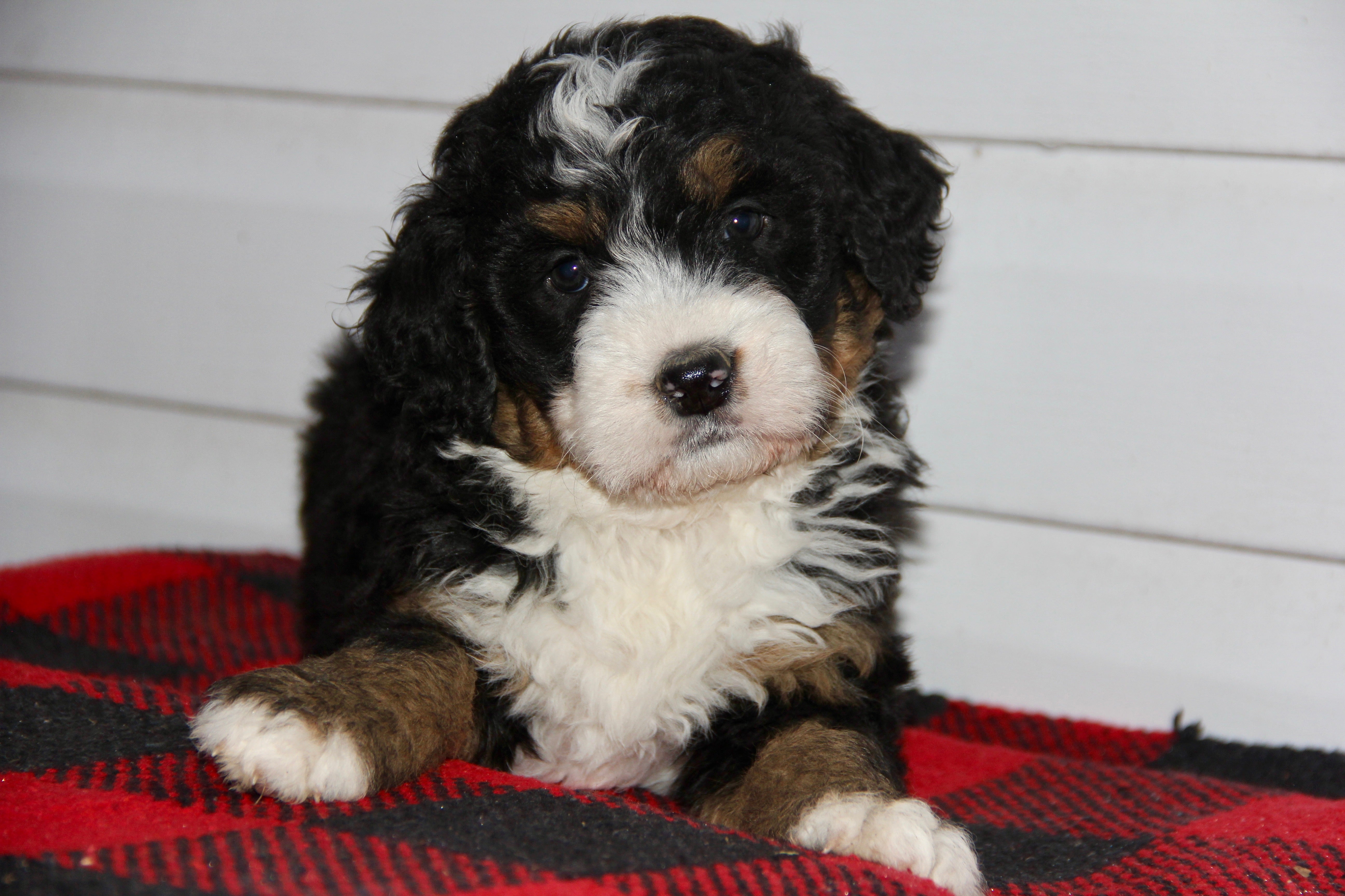 SERENITY FEMALE MEDIUM BERNADOODLE