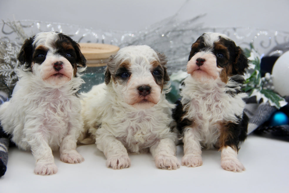 JACKIE’S TOY BERNADOODLE GIRLS