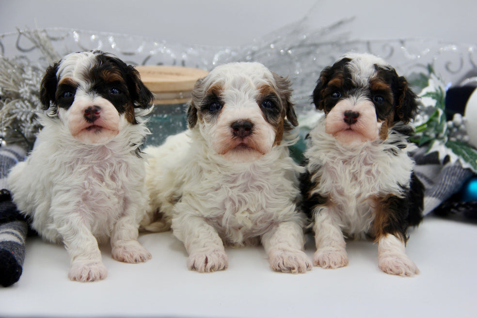 JACKIE’S TOY BERNADOODLE GIRLS