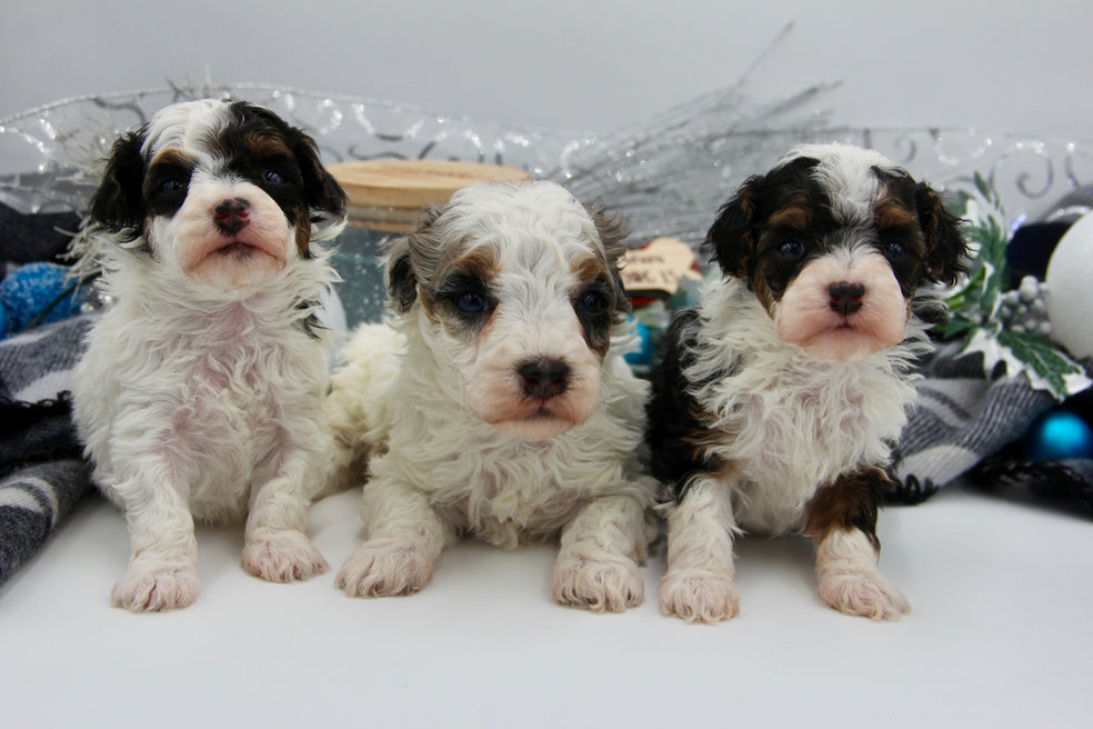 JACKIE’S TOY BERNADOODLE GIRLS