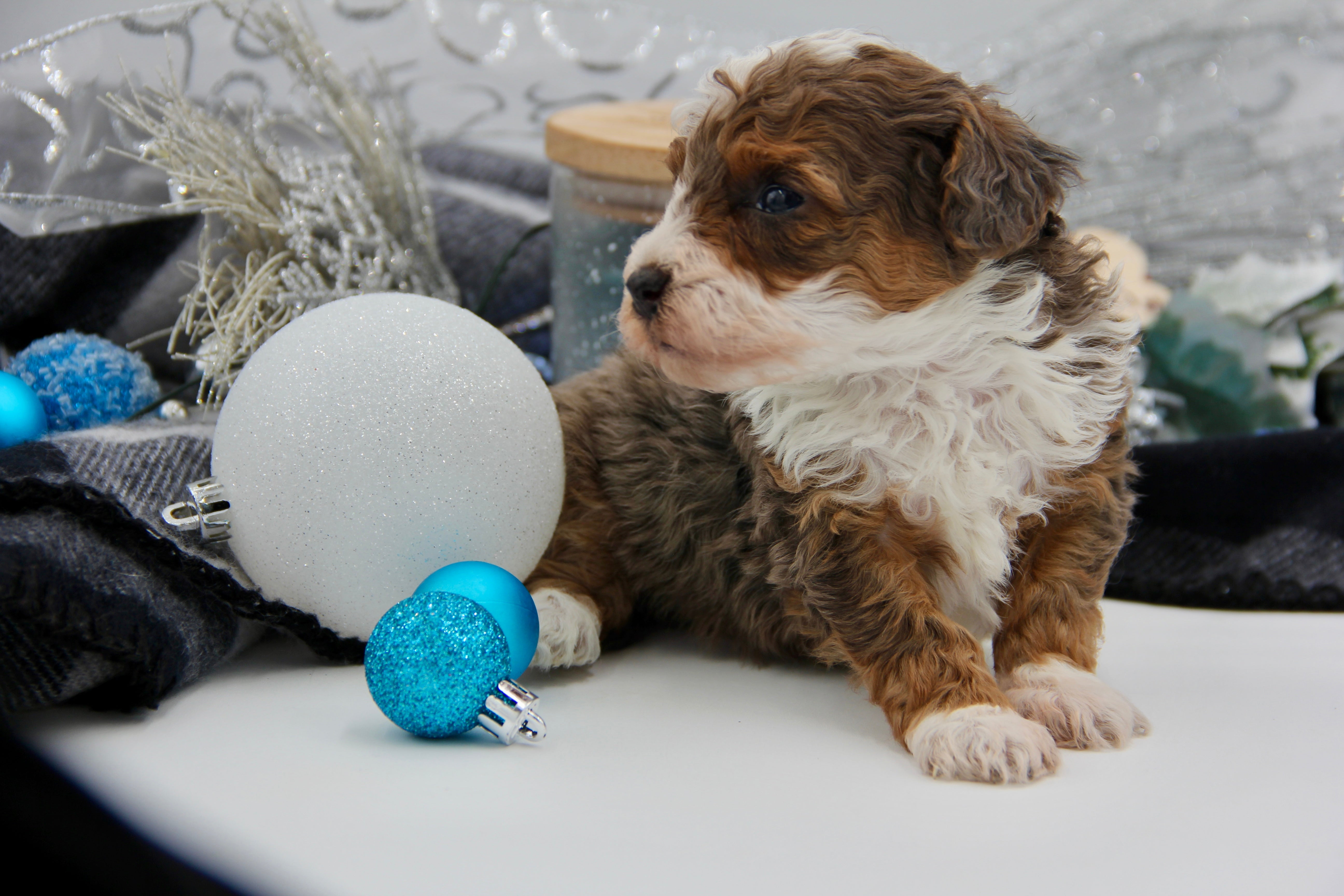 JACKIE’S TOY BERNADOODLE BOYS