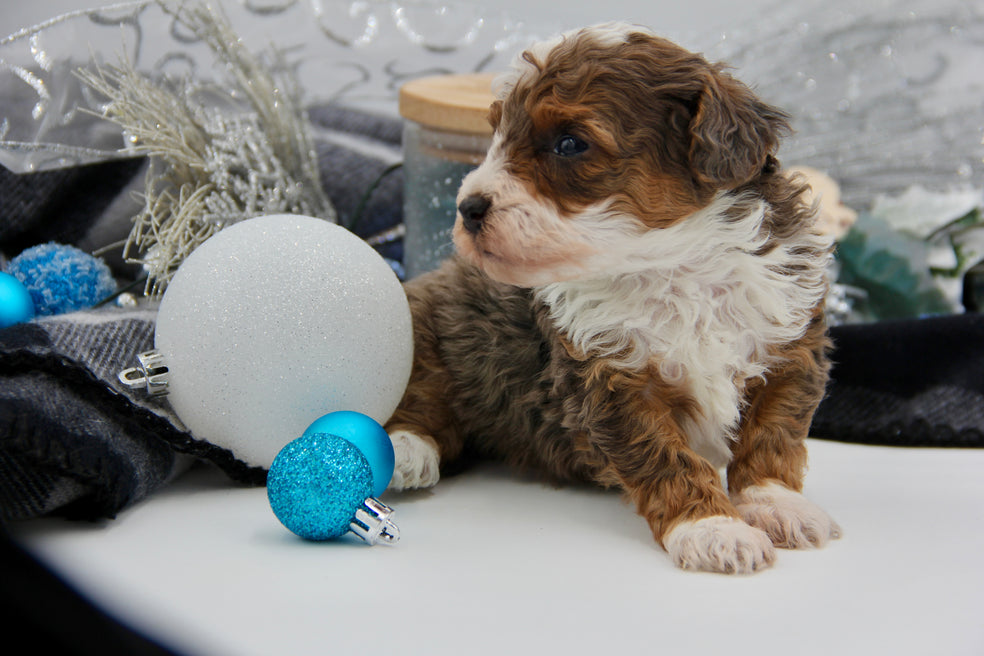 JACKIE’S TOY BERNADOODLE BOYS