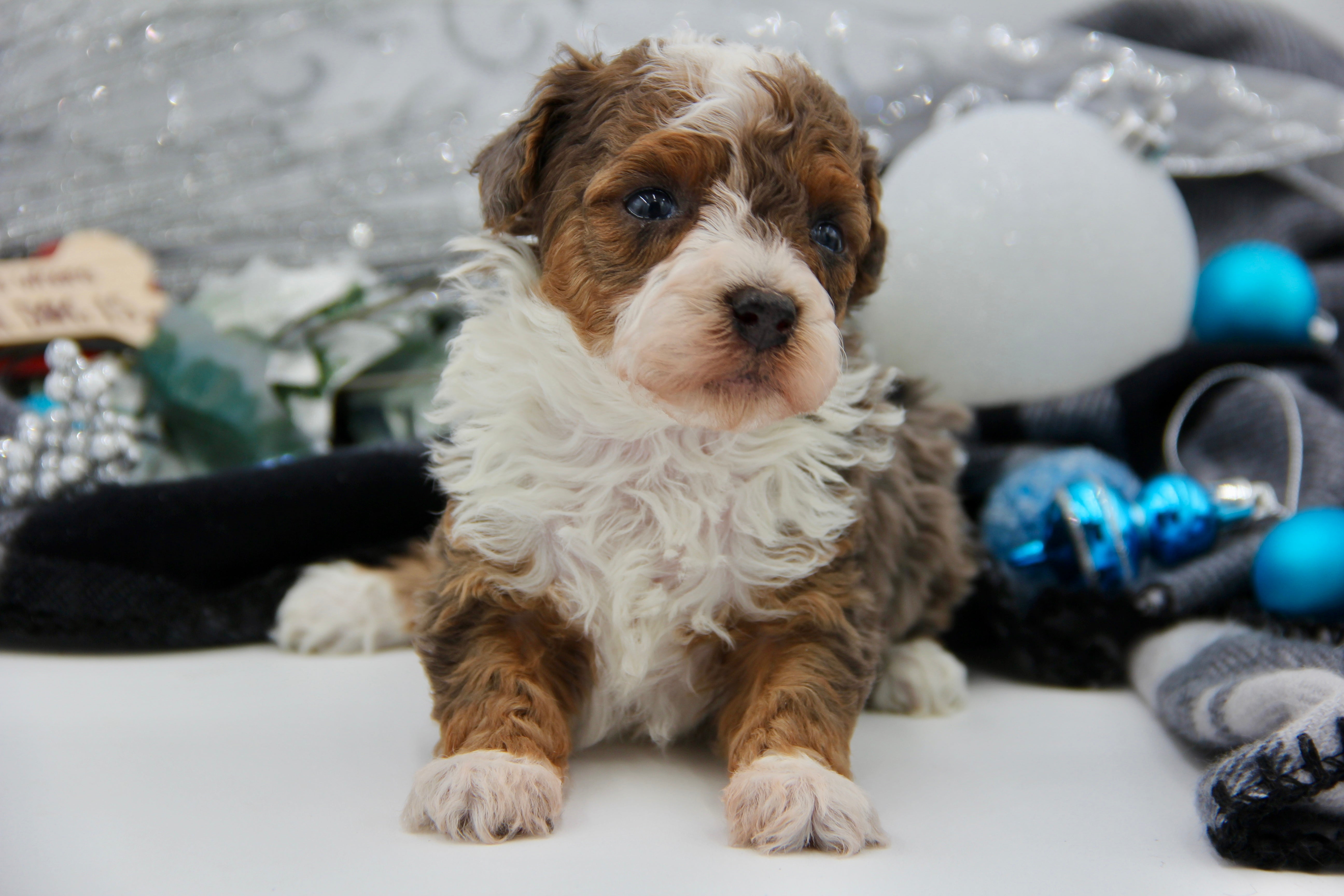 JACKIE’S TOY BERNADOODLE BOYS