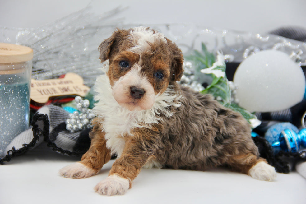 JACKIE’S TOY BERNADOODLE BOYS