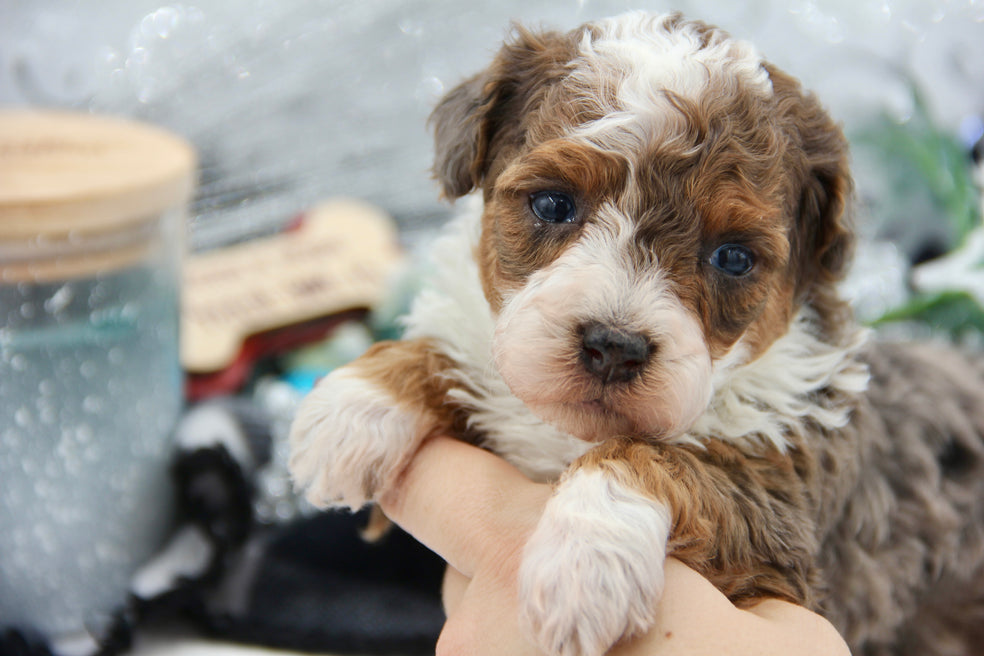 JACKIE’S TOY BERNADOODLE BOYS