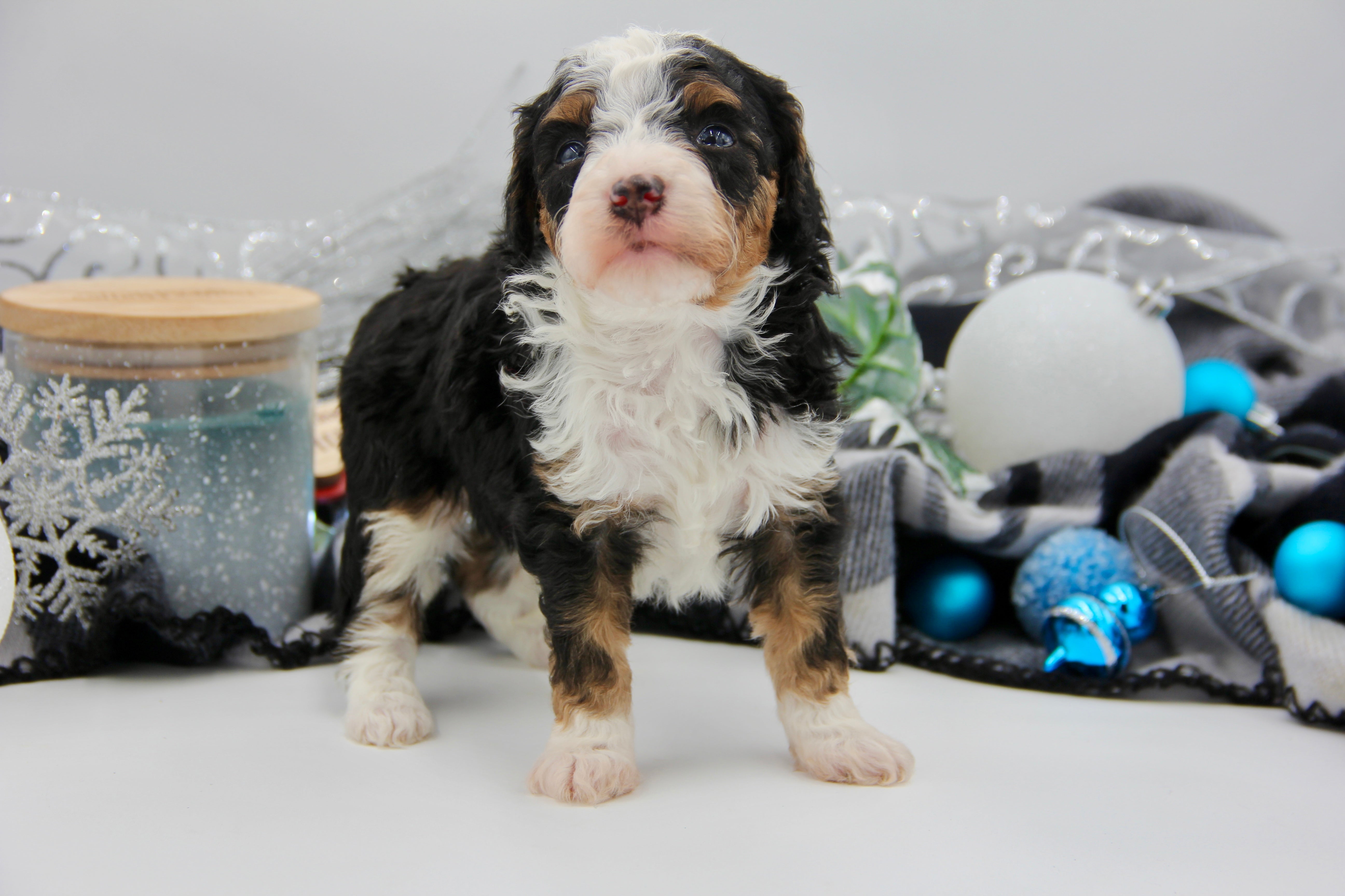 JACKIE’S TOY BERNADOODLE BOYS