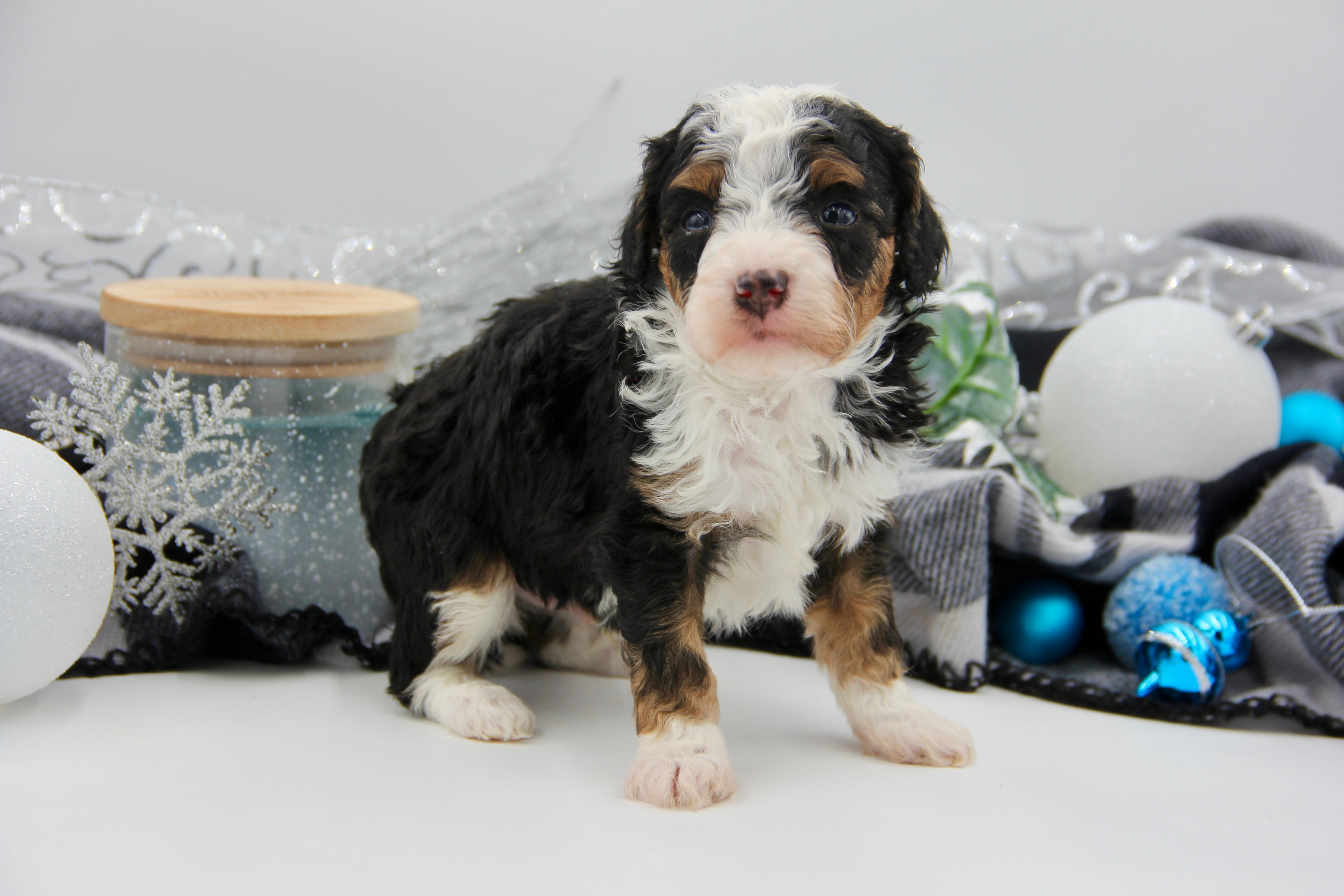 JACKIE’S TOY BERNADOODLE BOYS