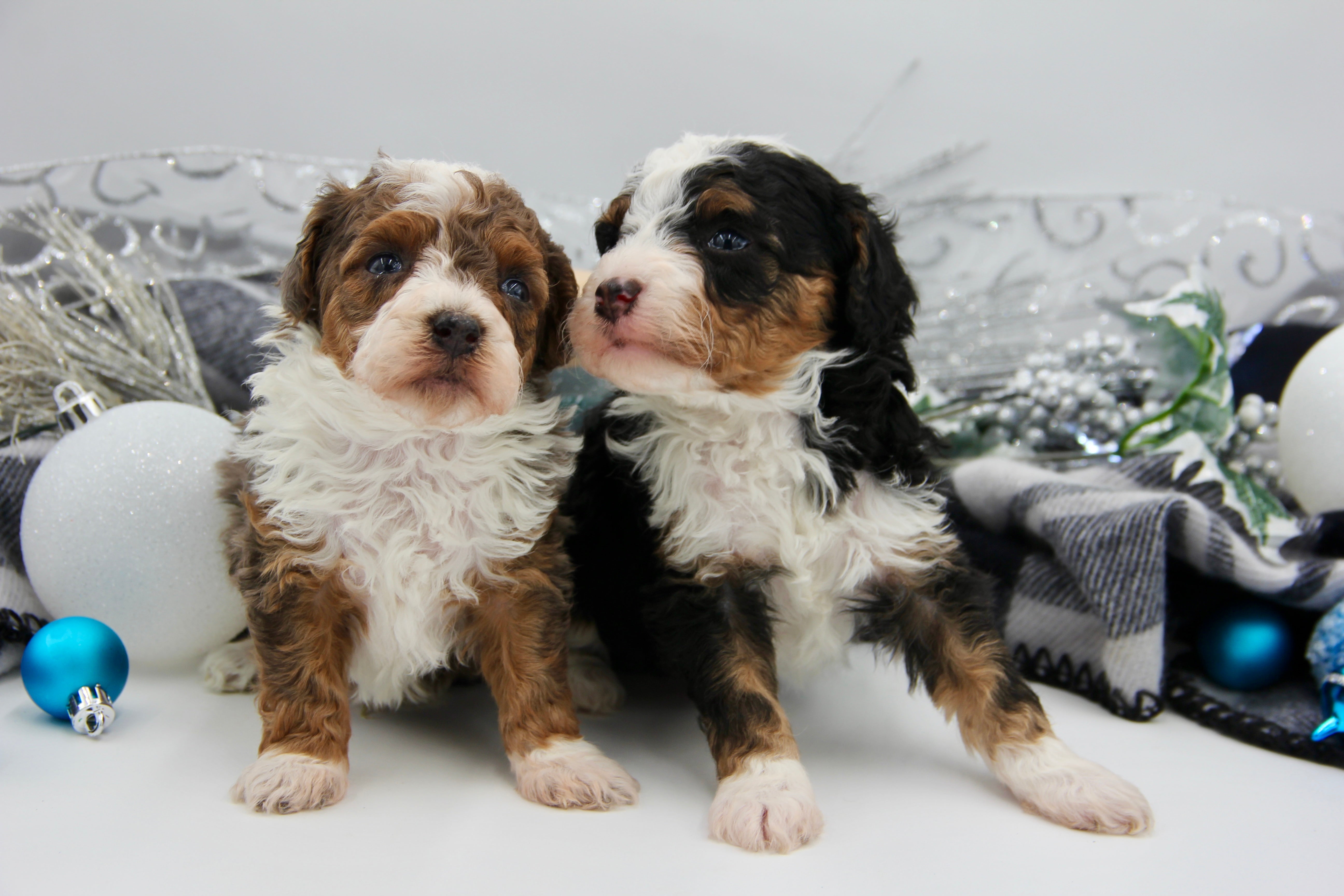 JACKIE’S TOY BERNADOODLE BOYS