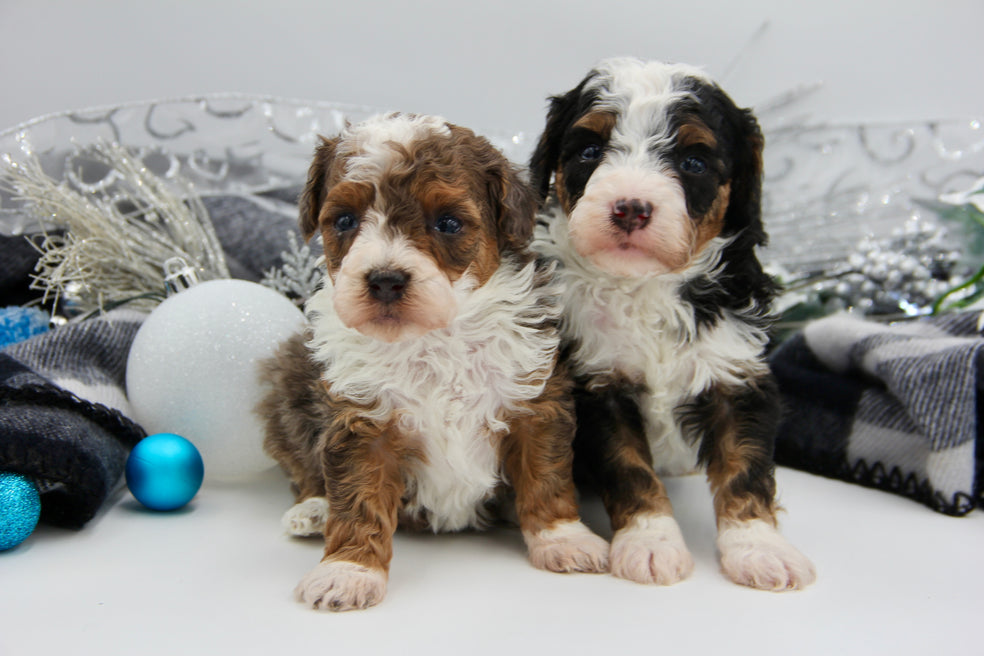 JACKIE’S TOY BERNADOODLE BOYS