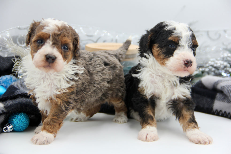 JACKIE’S TOY BERNADOODLE BOYS