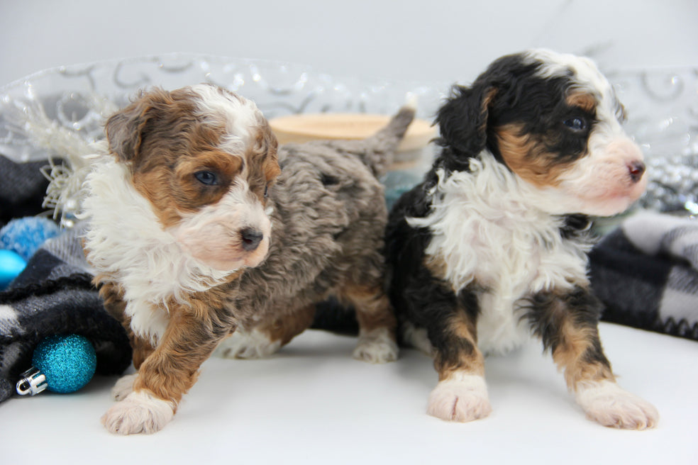 JACKIE’S TOY BERNADOODLE BOYS