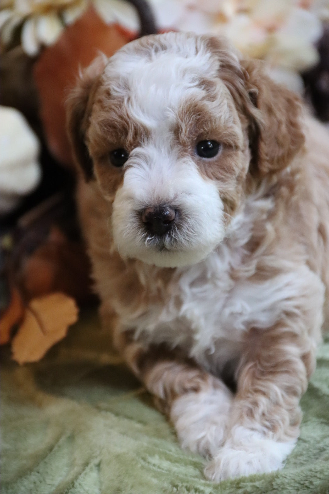 PIERRE