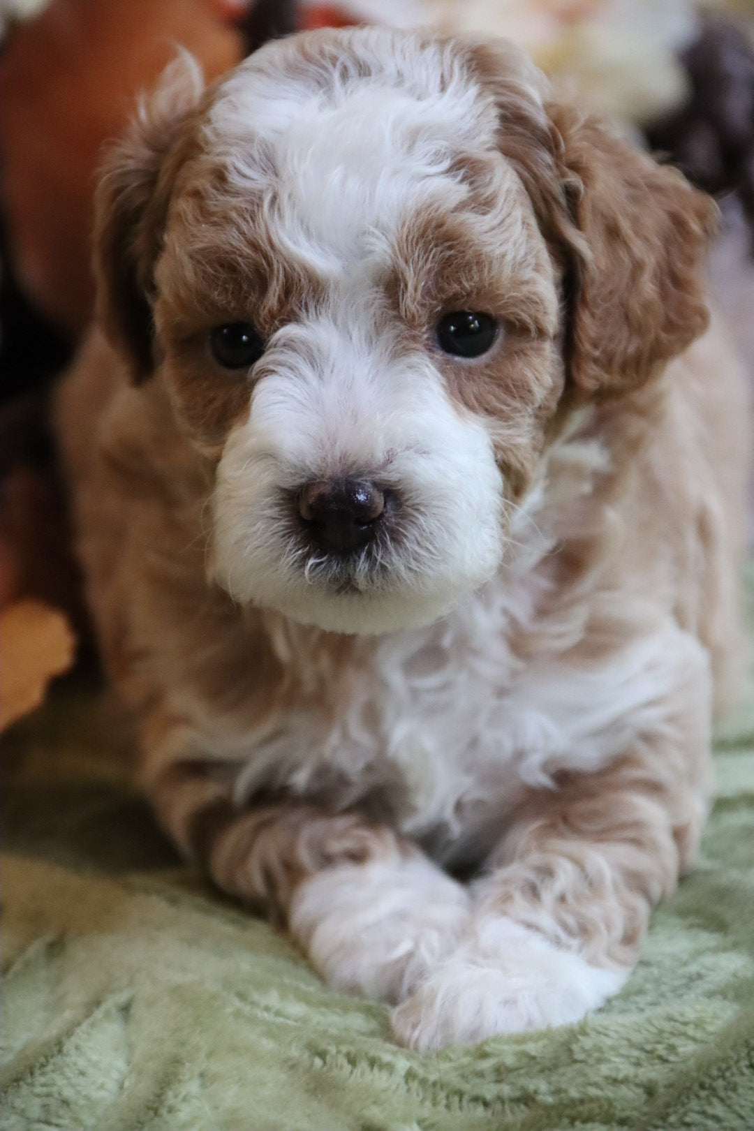 PIERRE