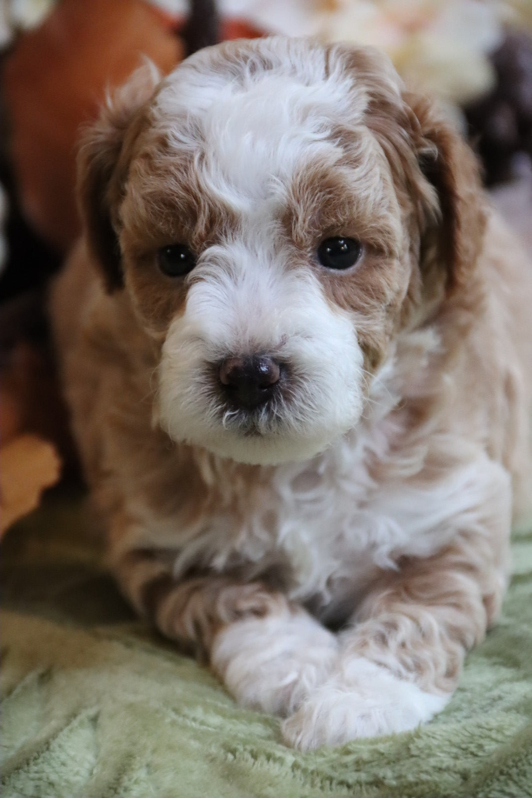 PIERRE