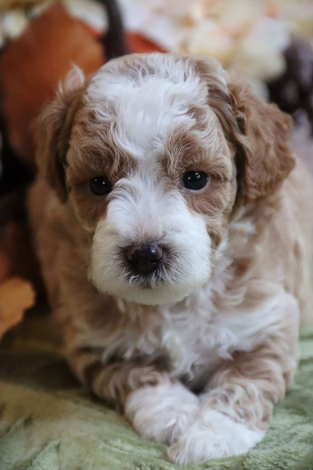 PIERRE