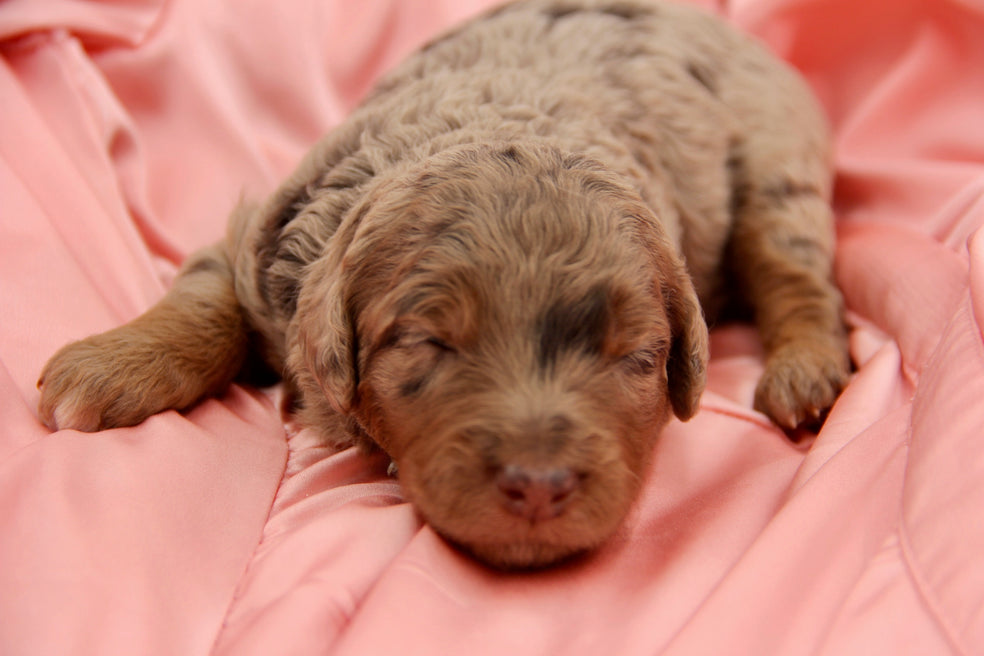 Brûlée chocolate tri merle