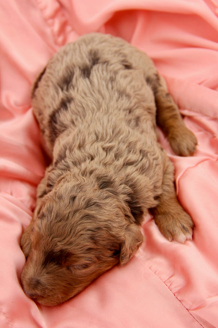 Brûlée chocolate tri merle