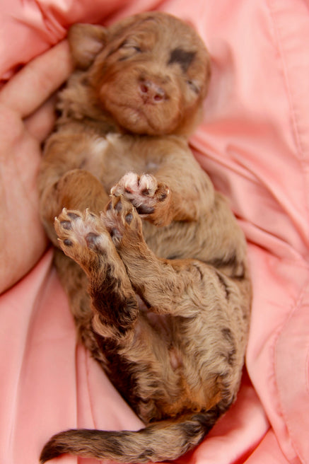 Brûlée chocolate tri merle