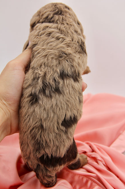 Brûlée chocolate tri merle