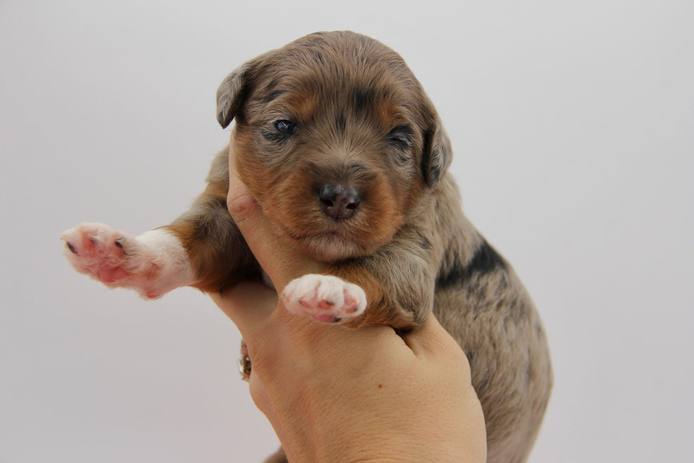 Brûlée chocolate tri merle