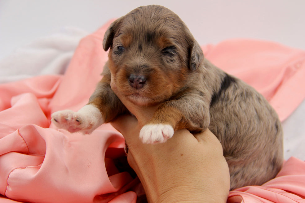 Brûlée chocolate tri merle
