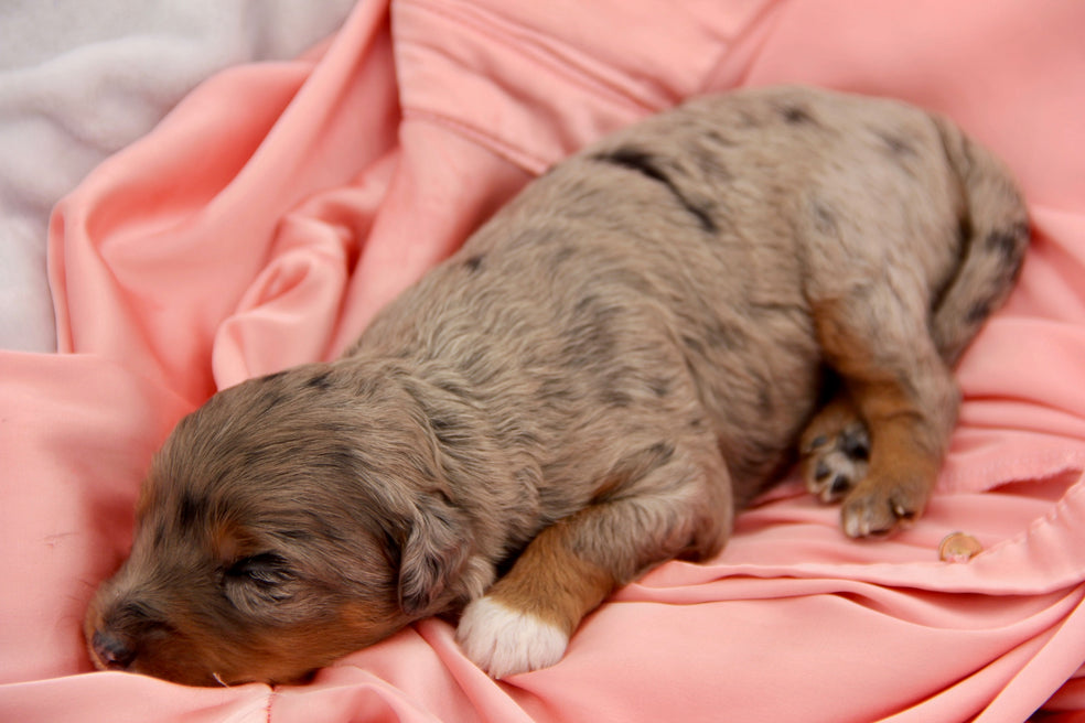 Brûlée chocolate tri merle