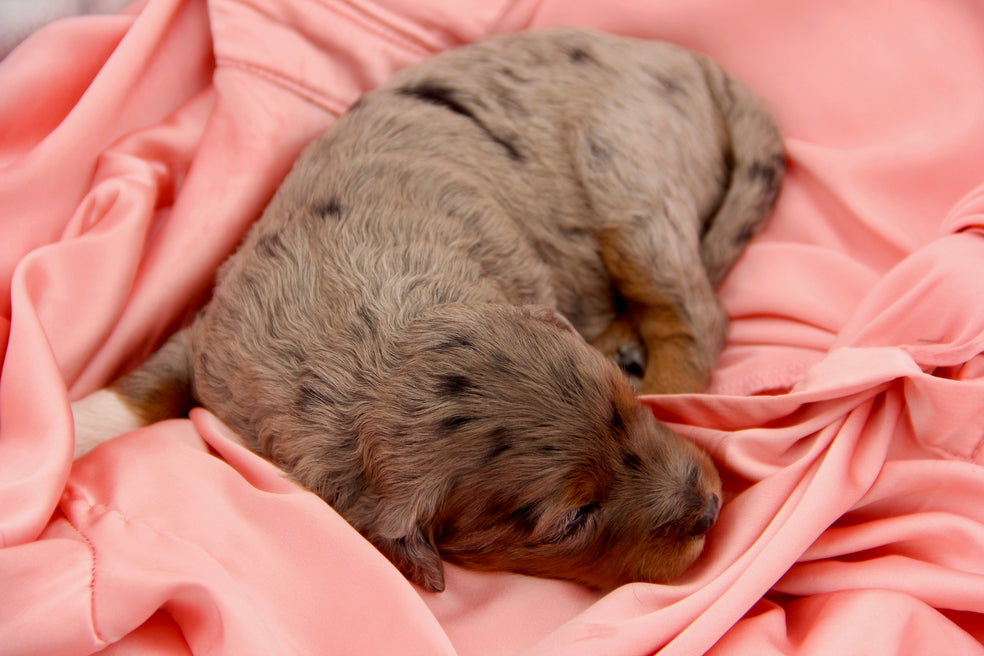 Brûlée chocolate tri merle