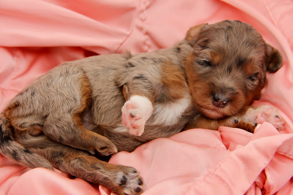Capri Chocolate tri merle