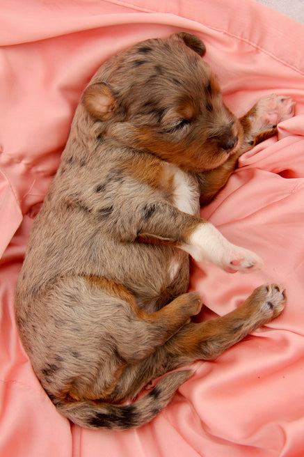 Capri Chocolate tri merle